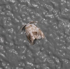 Niphopyralis chionesis