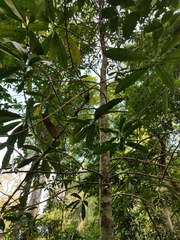 Magnolia insignis