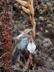 Schiedeella transversalis