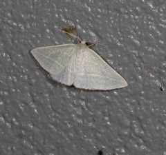 Oenochroma infantilis