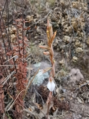 Schiedeella transversalis