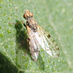 Dioxyna picciola