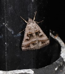 Acantholipes juba