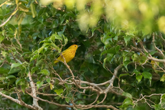 Setophaga petechia rufivertex