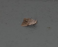 Barasa cymatistis