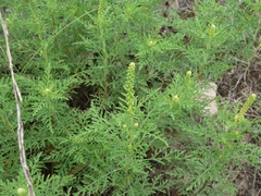 Ambrosia tenuifolia