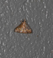 Clupeosoma pellucidalis