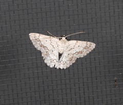 Epipristis oxyodonta