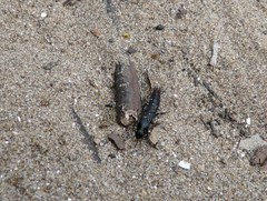 Platydracus scabrosus