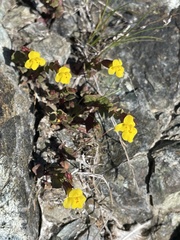 Erythranthe serpentinicola