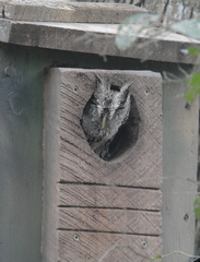 Megascops asio mccallii