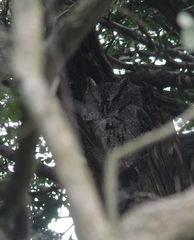 Megascops asio mccallii