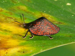 Cyrtonota trigonata