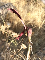 Zephyranthes monantha