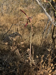 Zephyranthes monantha