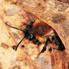 Andrena milwaukeensis