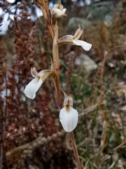 Schiedeella transversalis