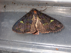 Meterana merope