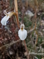 Schiedeella transversalis