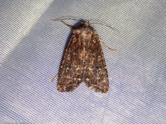 Ichneutica mustulenta