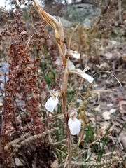 Schiedeella transversalis