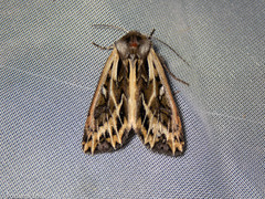 Ichneutica oliveri