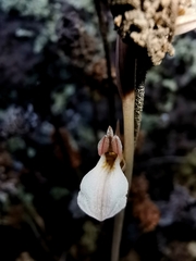 Schiedeella transversalis