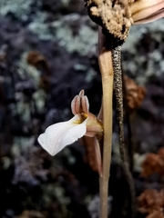 Schiedeella transversalis