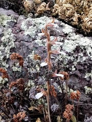 Schiedeella transversalis