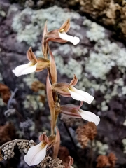 Schiedeella transversalis