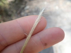 Dichelachne micrantha