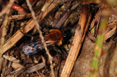 Andrena milwaukeensis