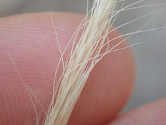 Dichelachne micrantha