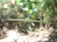 Dichelachne micrantha