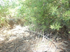 Dichelachne micrantha