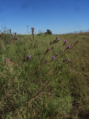 Verbena intermedia