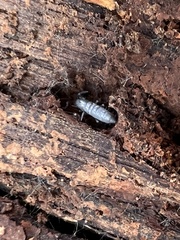 Pogonognathellus dubius