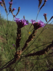 Verbena intermedia