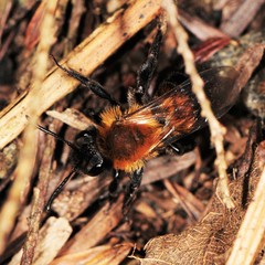 Andrena milwaukeensis