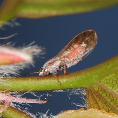 Trioza obtusa
