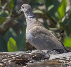 Streptopelia decaocto image