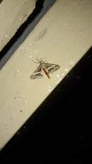 Isturgia disputaria