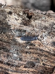 Pogonognathellus nigritus