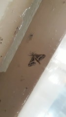 Isturgia disputaria