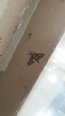 Isturgia disputaria