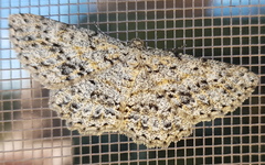 Thallogama pansticta