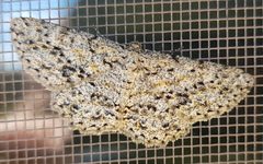 Thallogama pansticta