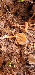 Conocybe coprophila