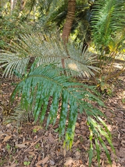 Cycas siamensis