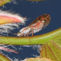 Trioza obtusa